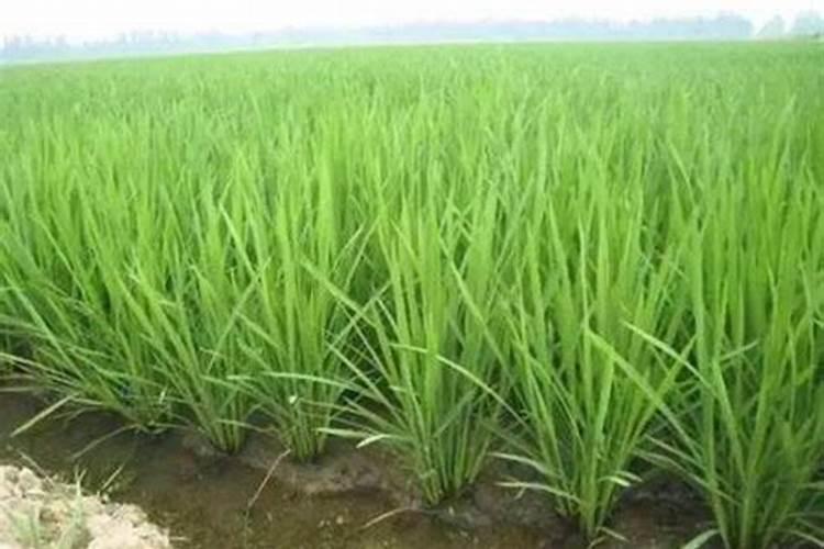 水稻施什么肥料最好？