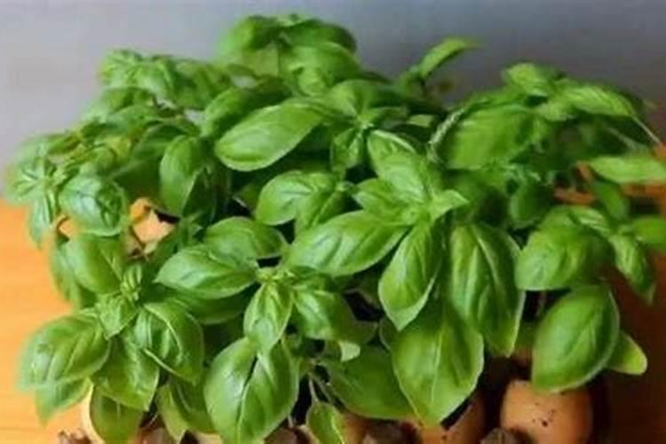 植物油可以做肥料吗