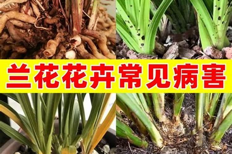 芸苔素多久喷一次