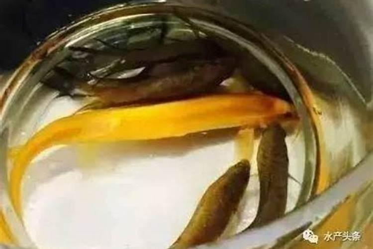 海花草专用肥料？