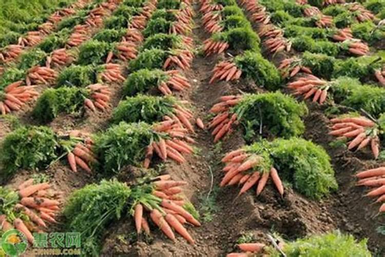 胡萝卜施什么肥最好