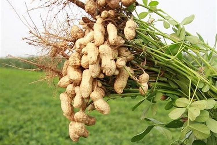 花生需要什么肥料