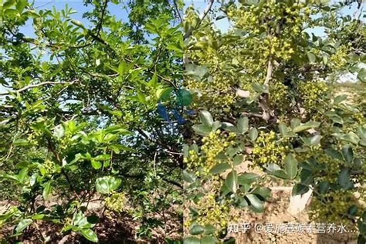 花椒树旱地水溶肥怎么施？