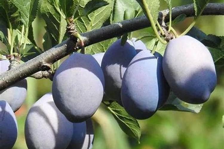 西梅施什么肥料膨果？怎样让果实快速膨大？西梅保花保果防裂增甜着色用...