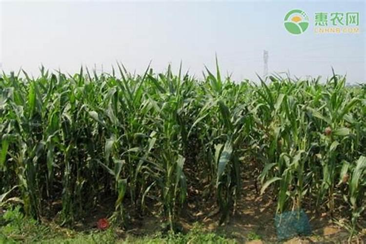 玉米种植每亩地需要多少斤底肥(播种玉米一大亩的底肥量)