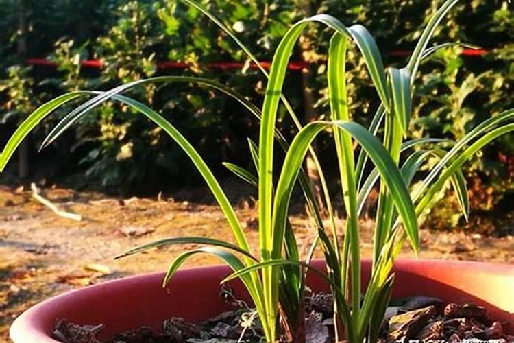 丘北莲藕属于哪里的特产