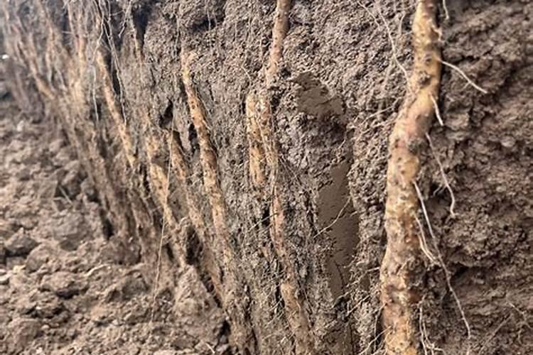 山药什么时候追肥合适