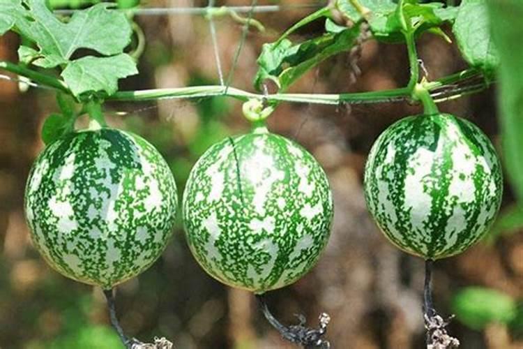 吊瓜施肥用什么肥料最好 怎样配方 恳请各位大师指点