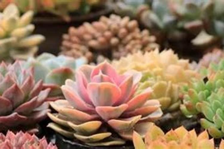 多肉多久试一次肥 多肉植物多长时间需要施肥一次