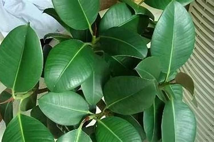 蓝莓浇腐殖酸水溶肥好吗？