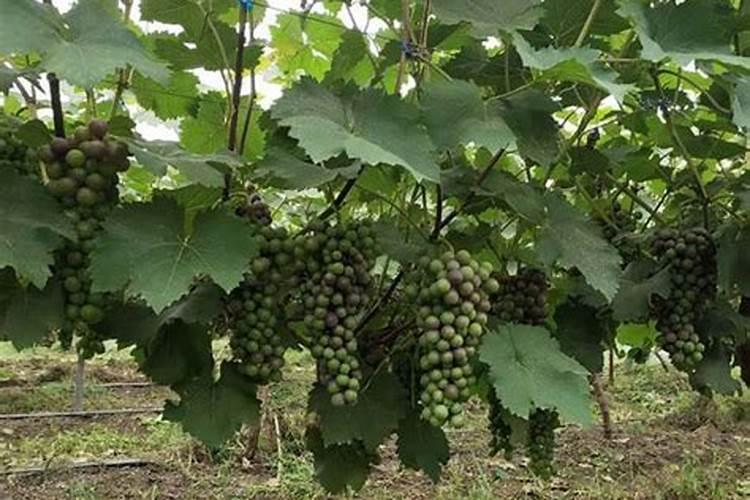 小株发财树水培改土培的方法