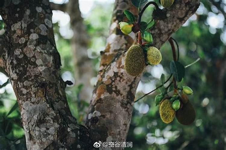 菠萝蜜一般施什么肥