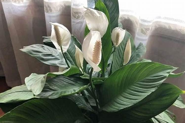 白掌用什么肥料最好