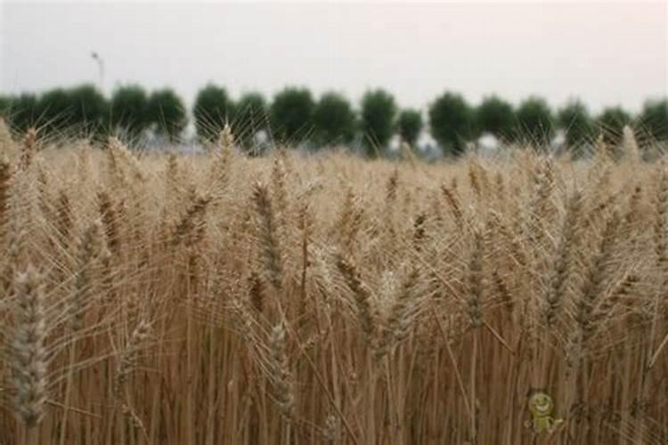 麦子种植需要追肥吗？为何这么说？