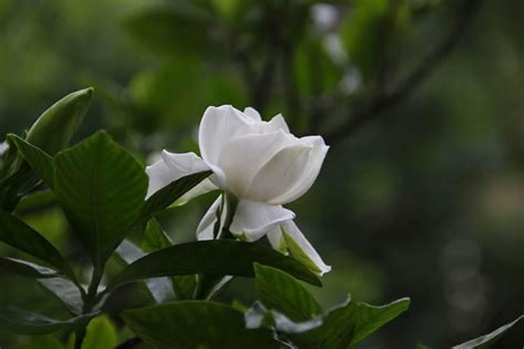 栀子花可以用复合肥吗