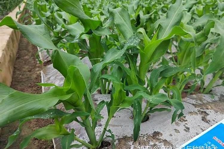 如何快速识别假劣化肥