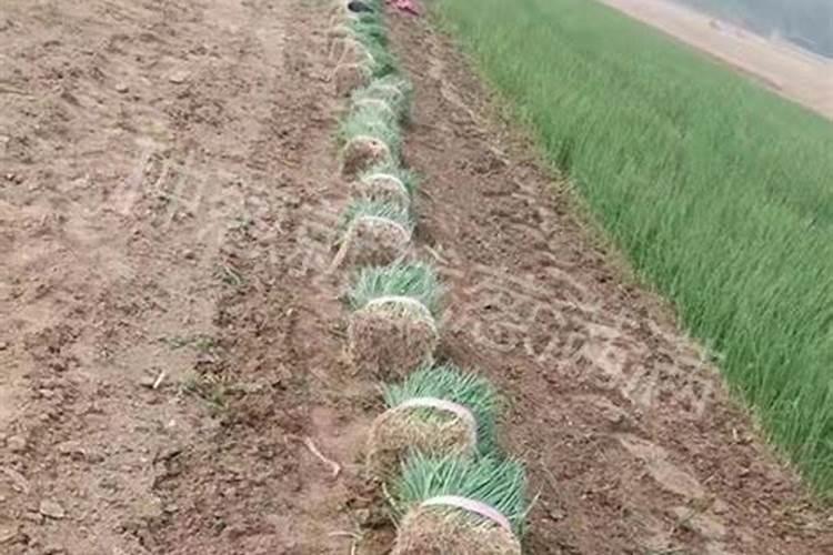 蓝莓怎样种植 蓝莓养殖技巧总结