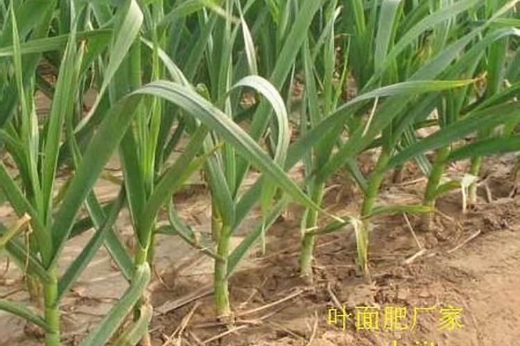 冬天给大蒜追施复合肥和尿素有效果吗