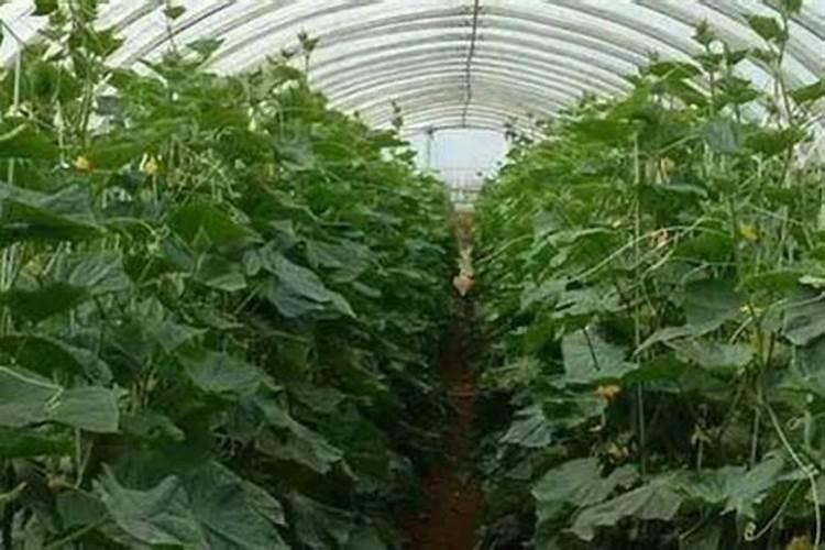 大棚蔬菜施肥一定要注意什么？