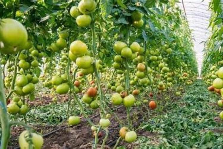 不管种什么果蔬,施好这三肥保增产