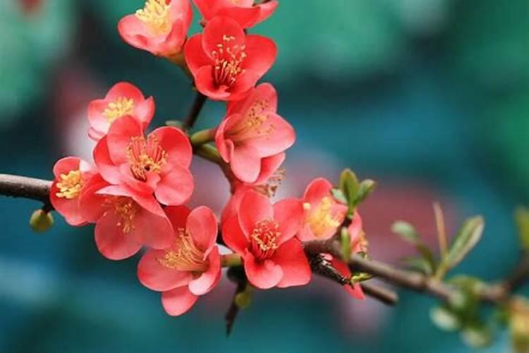 海棠花施什么肥最好