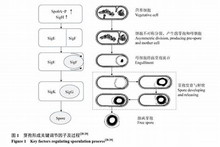 池塘水发黑快速处理方法 都有什么办法可以解决