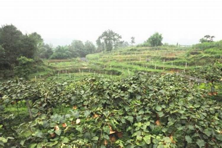 四叶草的种植方法