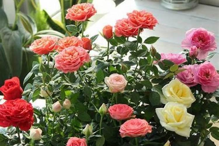 2025鱼蛙锅加盟排行榜