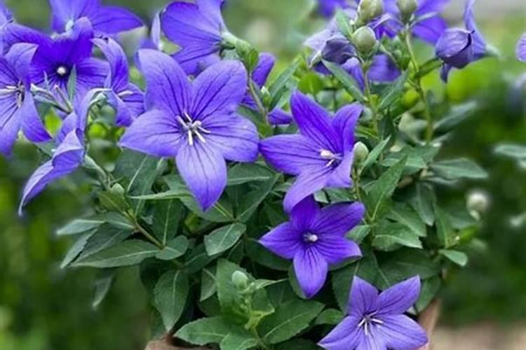 想问丝瓜坐果期冲施什么肥