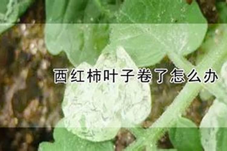 小番茄施什么肥最好