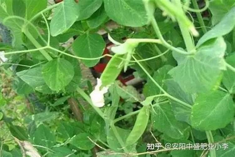 甜豌豆种植时间和方法 防止土壤过湿