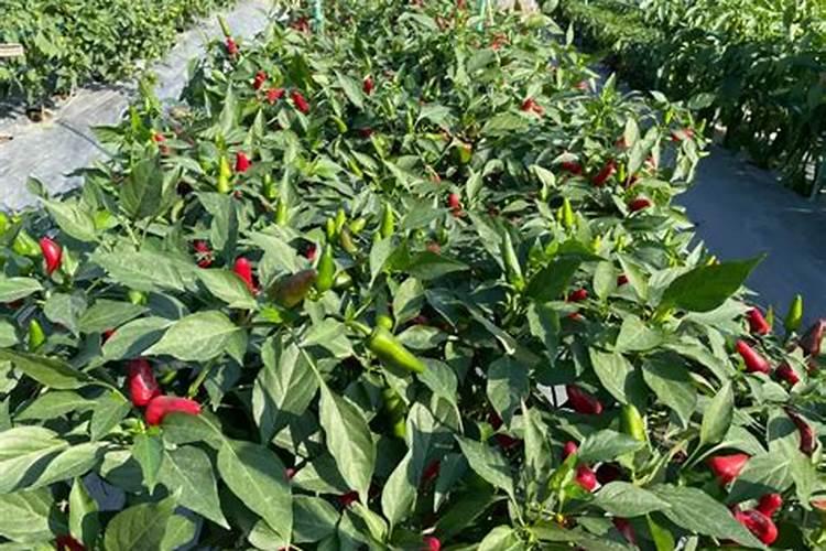 栀子花秋季养护:可以换盆吗？