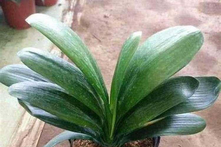 水溶肥≠冲施肥!千万别再搞混了!