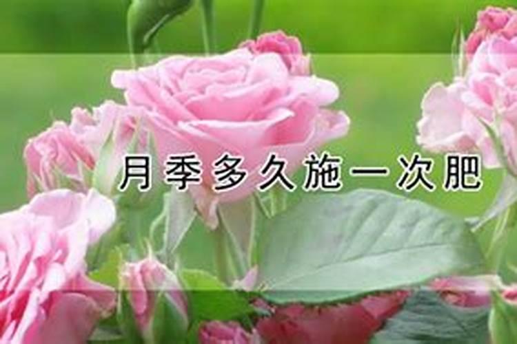 春天月季花怎么施肥