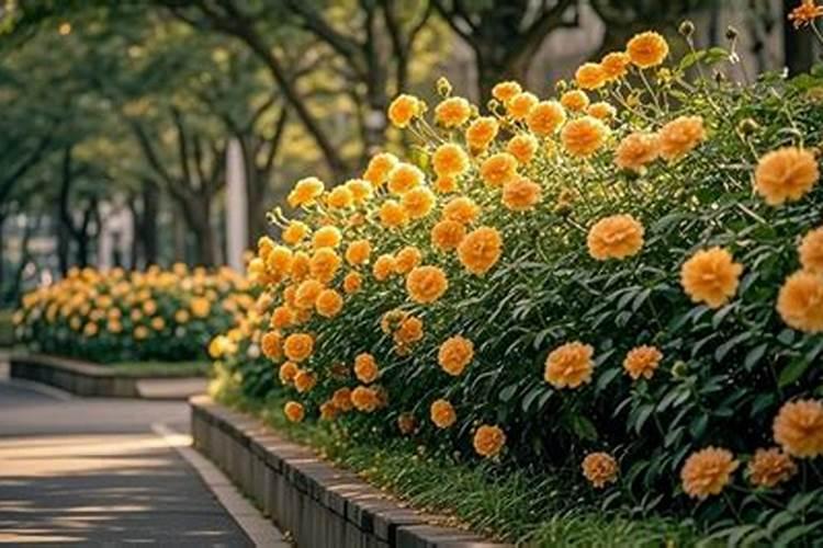 绿肥作物有哪些