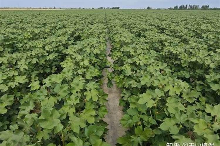 小麦防冻专用叶面肥,小麦防冻措施