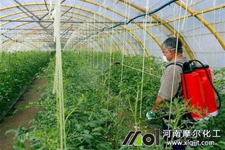 芒果催花,用什么比较好