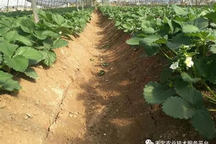 西瓜苗长满地怎么施肥呢