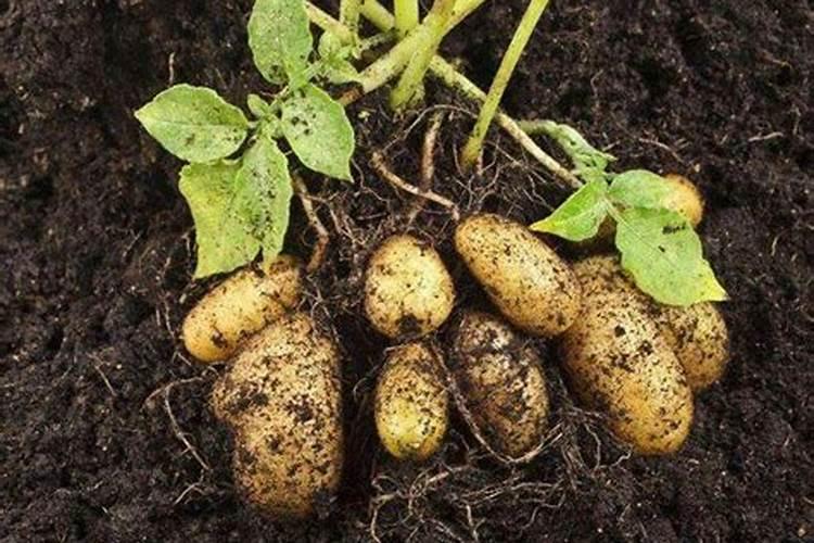 红糖和糖蜜发酵哪个好