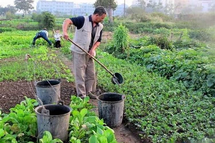 多肉植物施什么肥可以快速长大