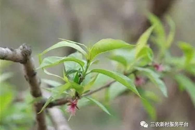 桃树施肥的最佳时间 桃树什么时候施肥最好
