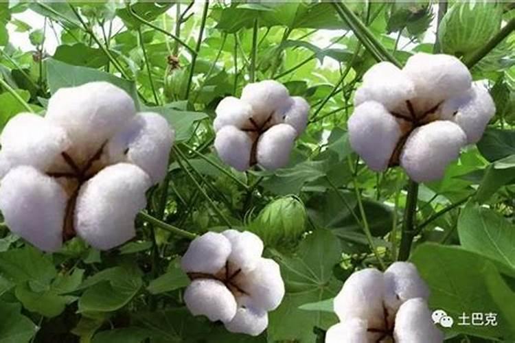 棉花后期喷什么叶面肥