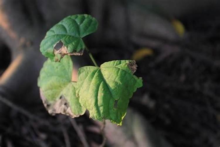 25%的颗粒氮肥到底是碳铵还是尿素