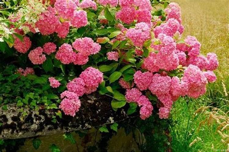 如何修剪绣球花快速开花？