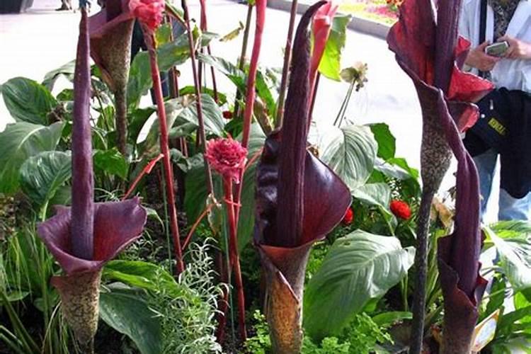 杜英树什么时候开始开花结果？