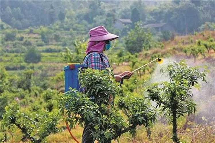 种大豆用硼硫镁起到什么作用？