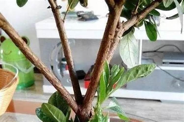 莲商会 莲藕田能用哪些除草剂