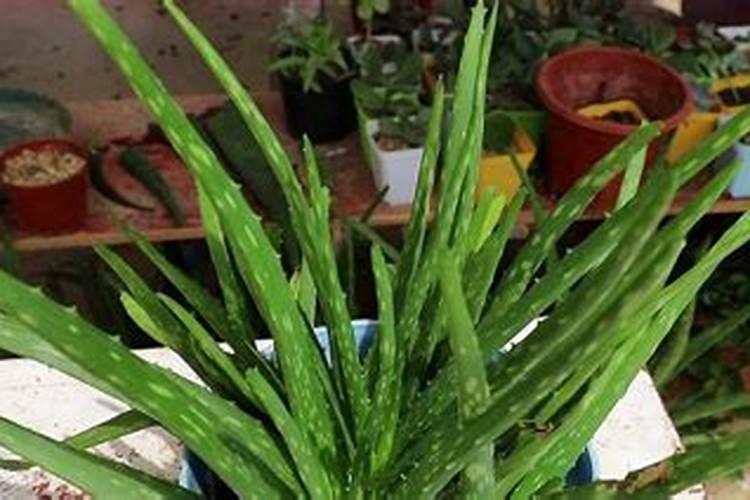 芦荟喜欢什么肥料