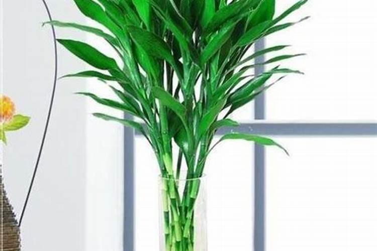梅花施肥方法,用什么肥好