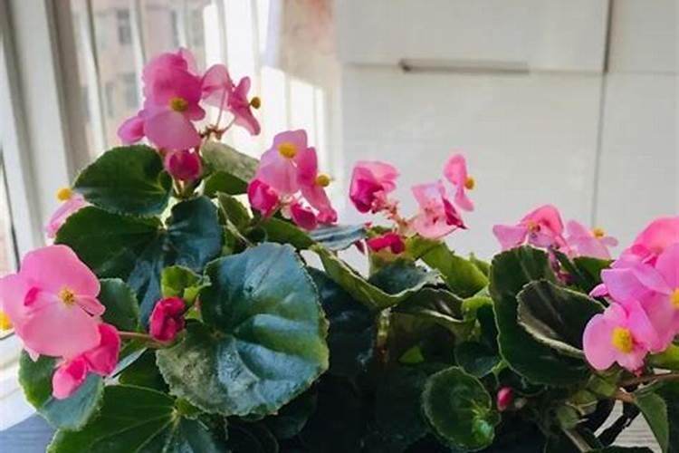 生根粉可以浇花吗